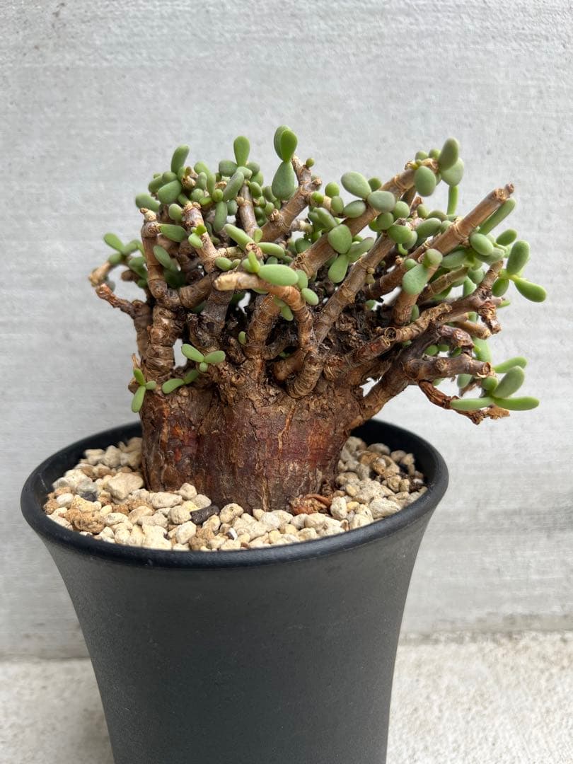 最終値下げ　発根済　ケラリアピグマエア　ベアルート株　①