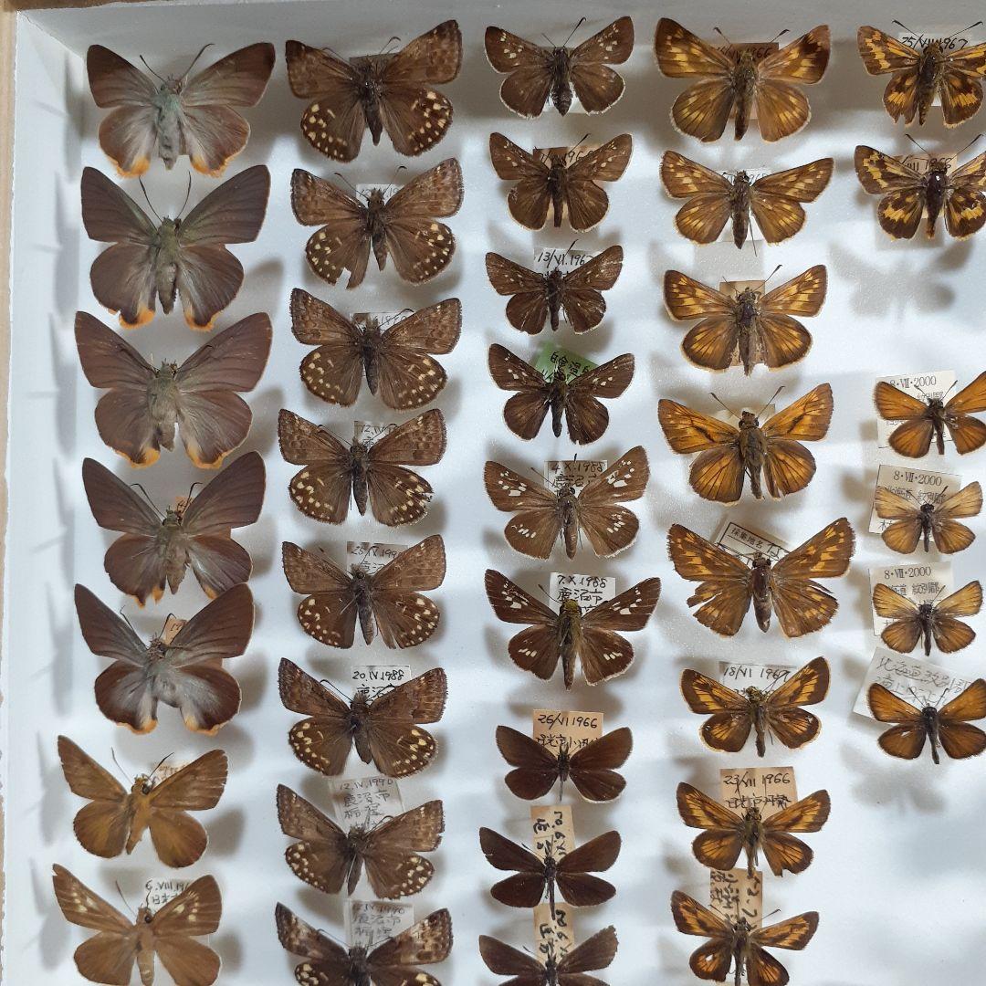 蝶標本　ゼフィルス及びセセリチョウ科22種。大型ドイツ標本箱二箱入りセット