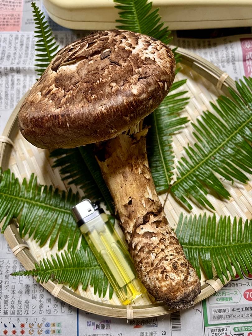 【大阪泉州産】天然松茸 採れたて傘厚軸太☆1本245g国産