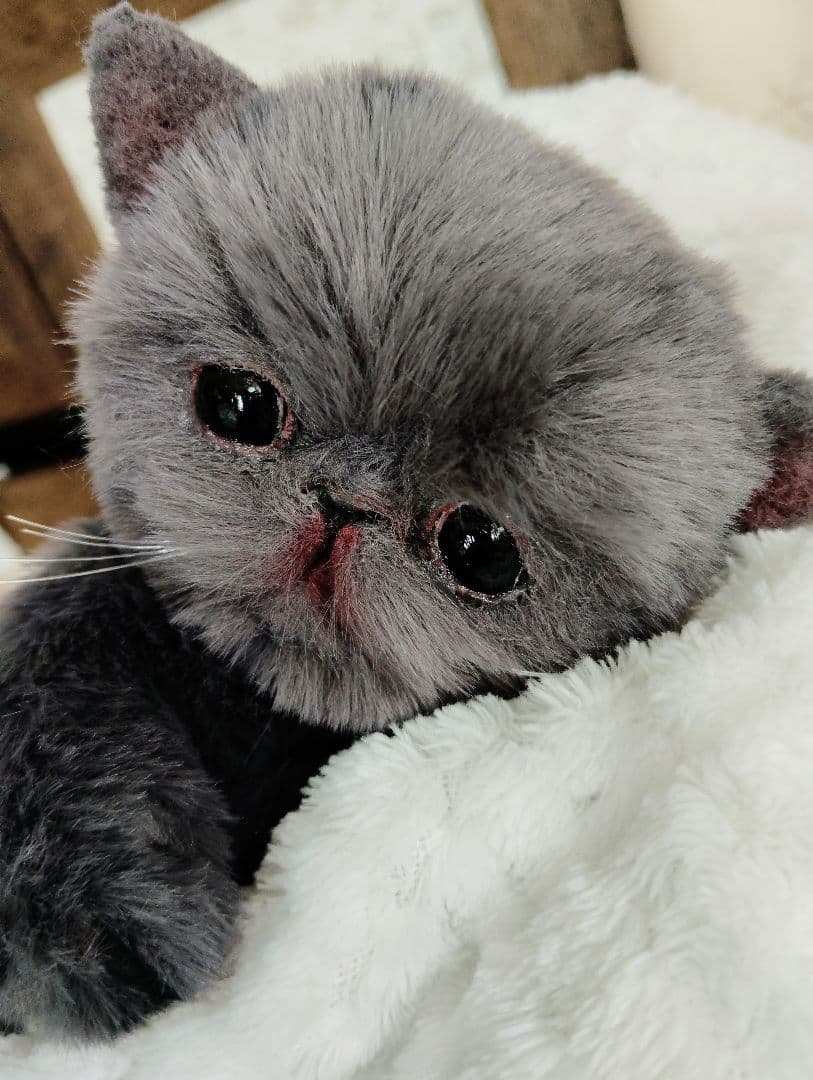 ミントグリーン様御予約❤️くりくりオメメ♡生後２週間♡子猫の黒豆ちゃん