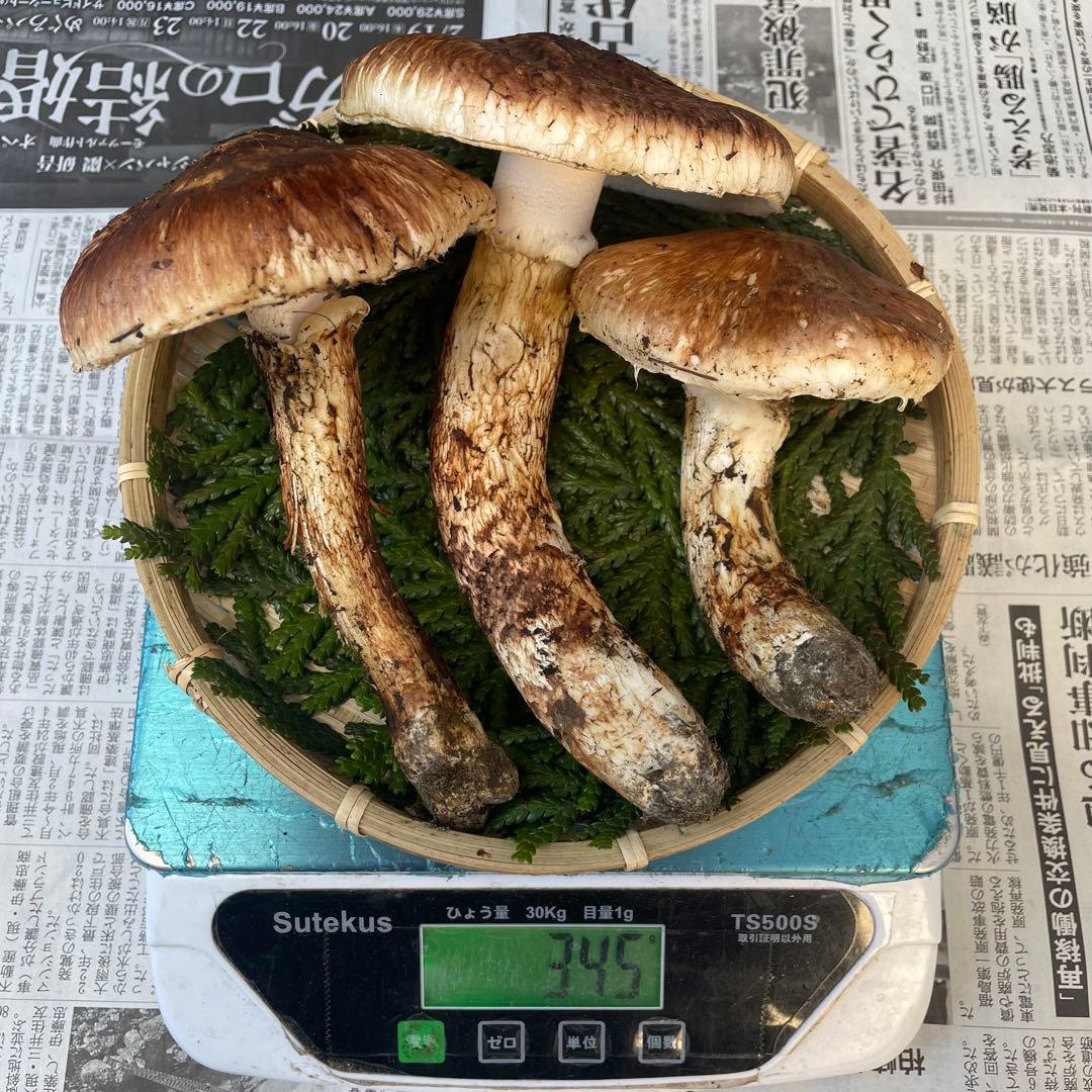 天然きのこ 松茸 国産 良品‼️ マツタケ まつたけ 森の凛さん採取 その158