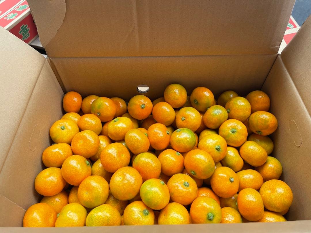 ⑴佐賀県唐津産ハウスみかん 10kg 約300玉