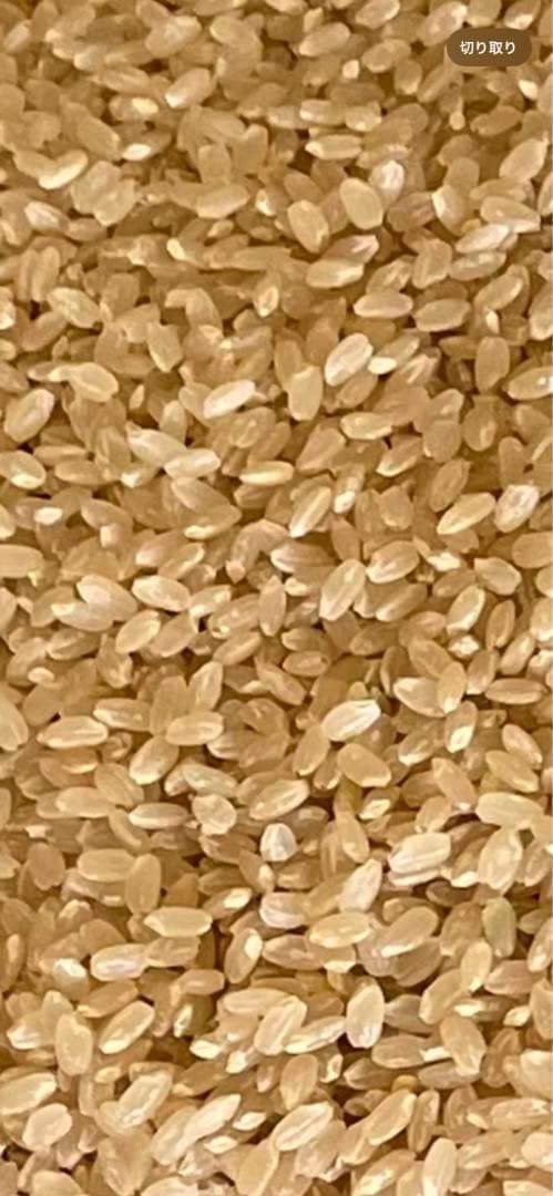 【農家直送】令和7年山形県産 新米 玄米 はえぬき 10kg