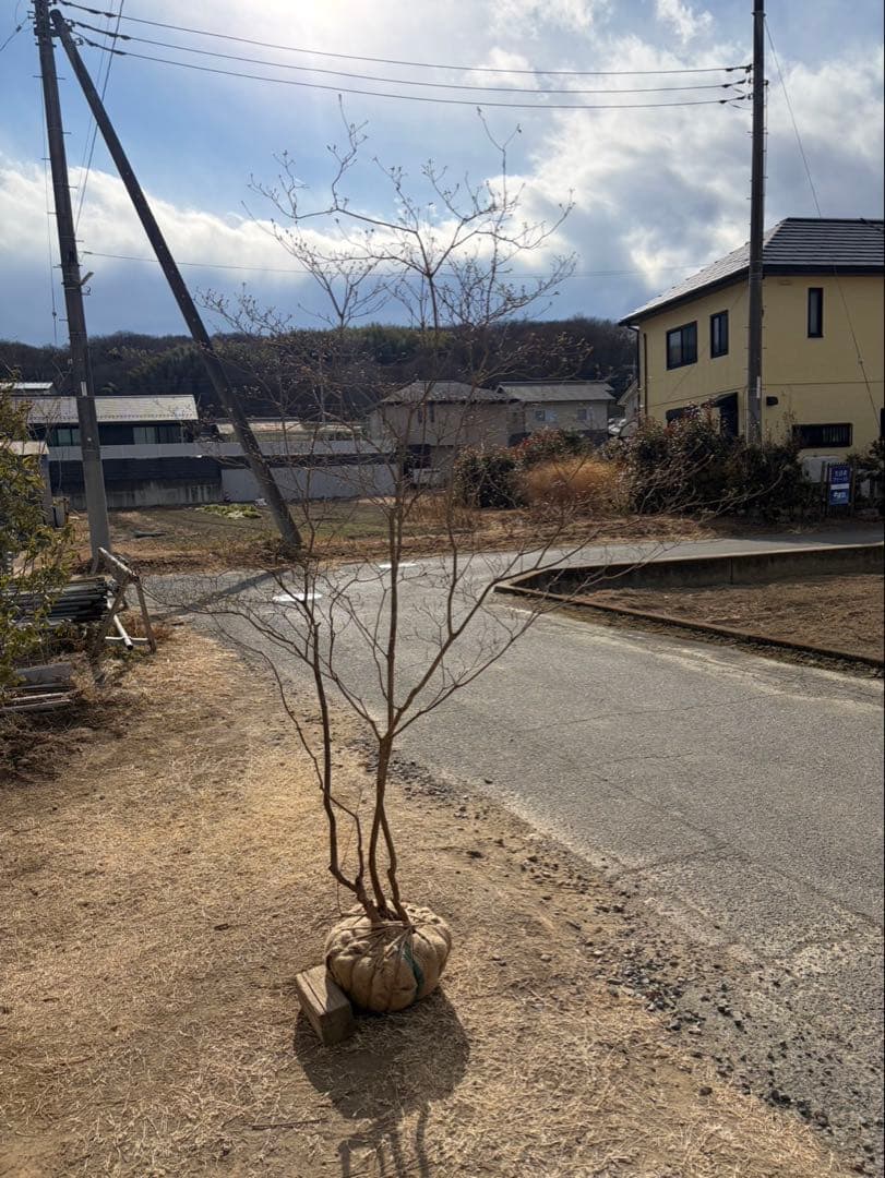 山採り ヤマツツジ 自然樹形