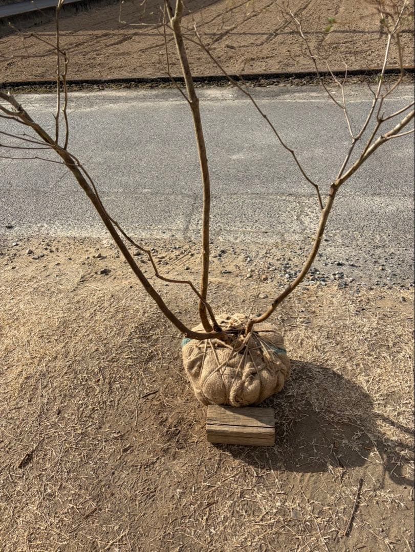 山採り ヤマツツジ 自然樹形