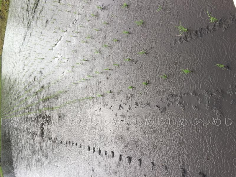 魚沼産コシヒカリ　令和7年産　白米　10キロ　米農家直送②