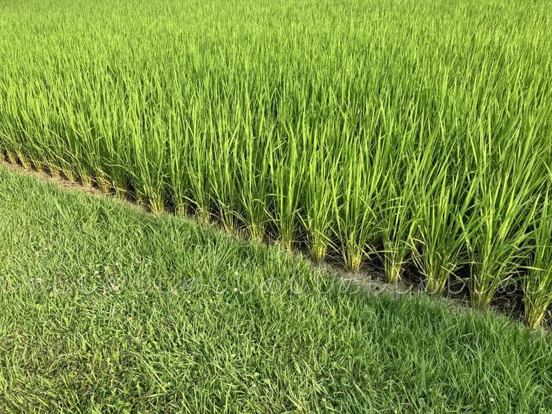 魚沼産コシヒカリ　令和7年産　白米　10キロ　米農家直送②