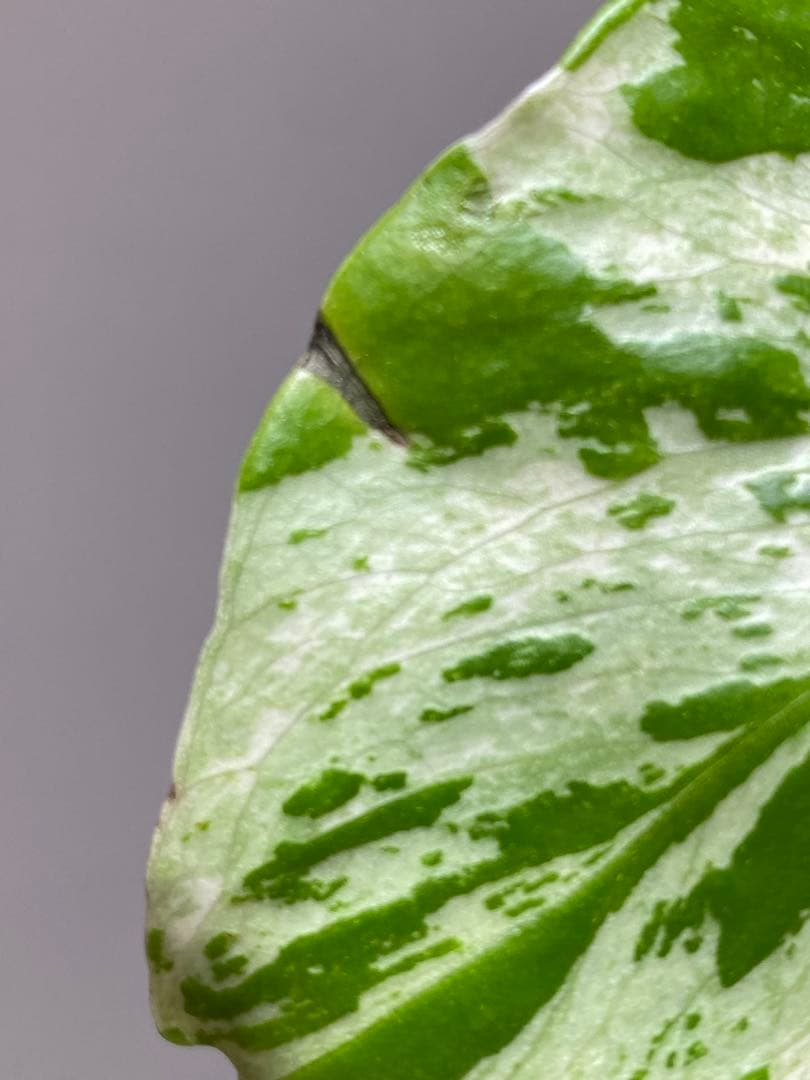 山*本様 【全葉斑入り‼️】モンステラ　デリシオーサ　バルバソー　フシギダネ/ベ