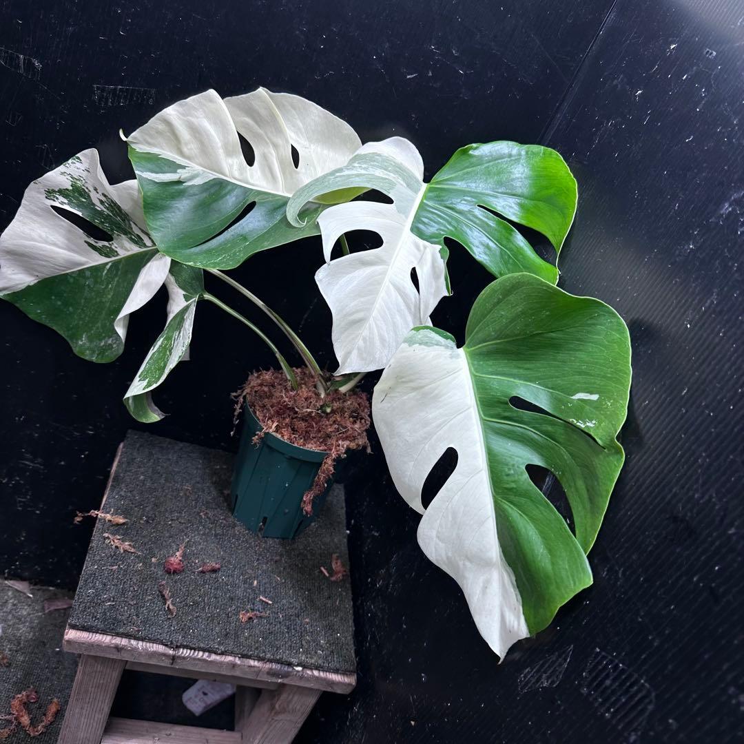 c*n様 モンステラ斑入りハーフムーンホワイトタイガー極美斑入り　　 47cm