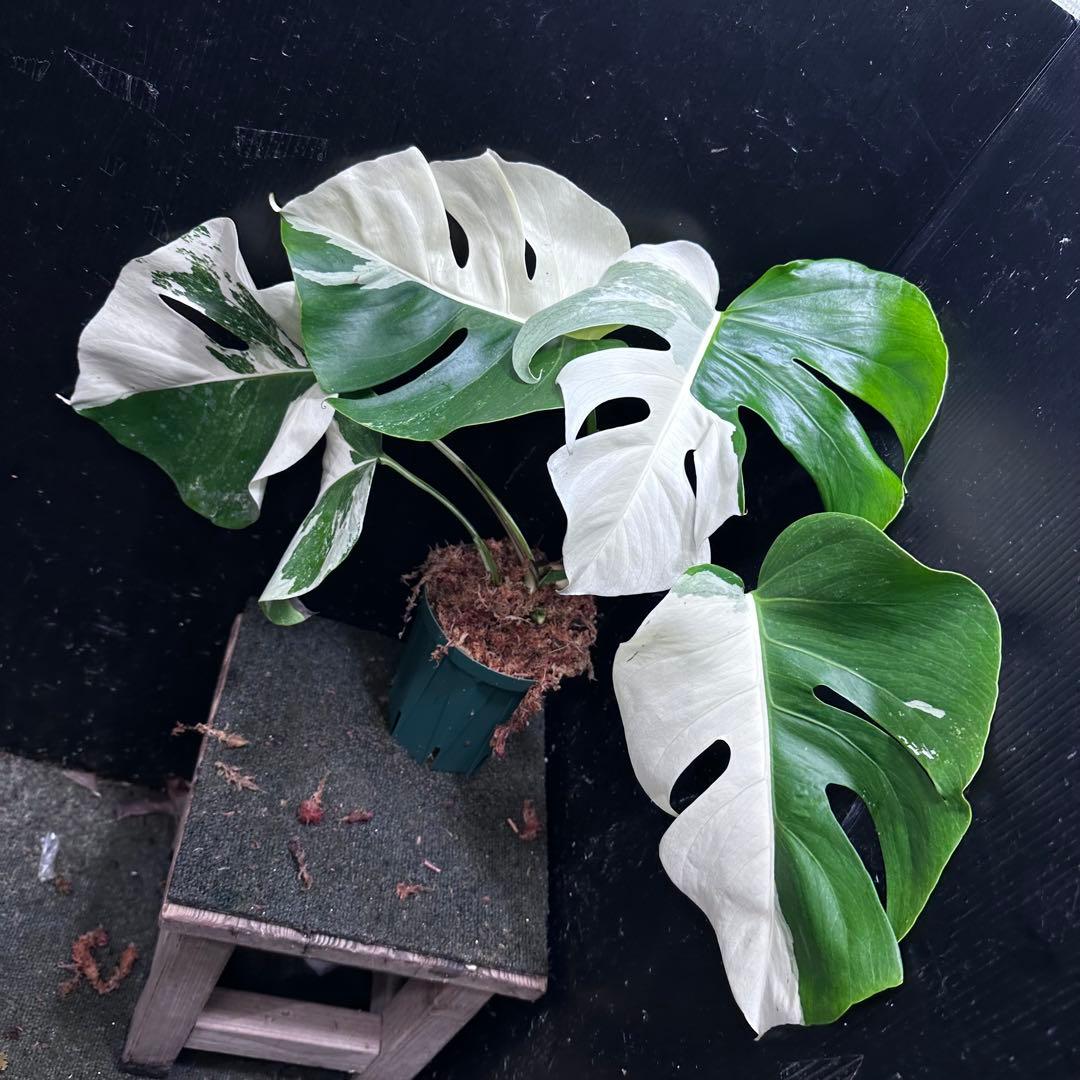 c*n様 モンステラ斑入りハーフムーンホワイトタイガー極美斑入り　　 47cm