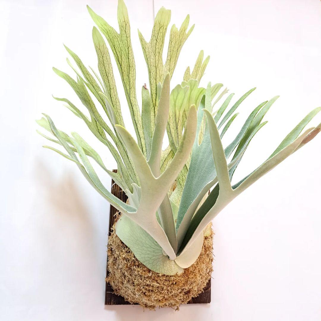 P.veitchii sp sporeling TIP#2 株分 板付