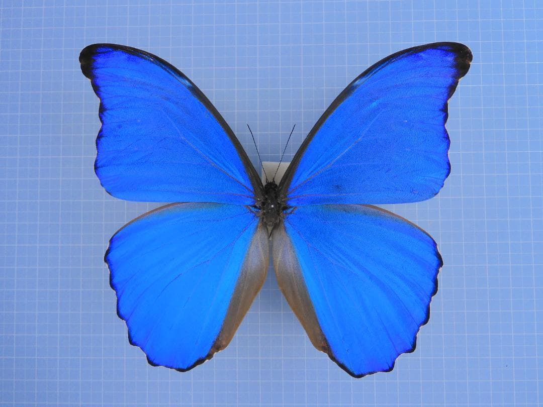 少年時代さん専用ディディウスモルフォ1 144mm+ヘレナモルフォ116mm