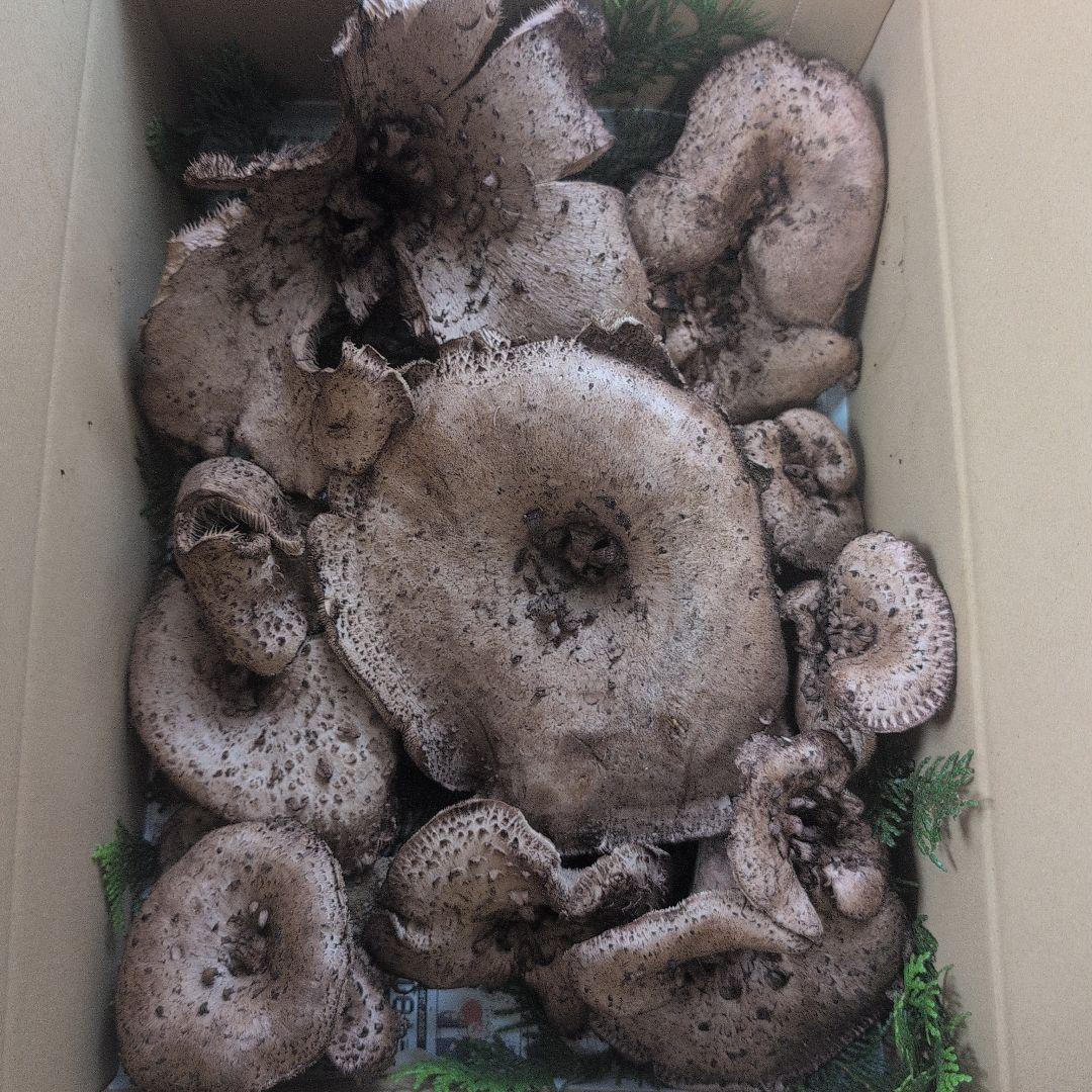 天然きのこ 2517