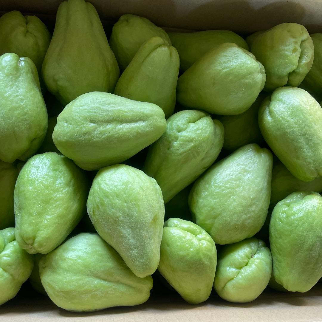 ハヤトウリ　約19kg はやとうり　無農薬　隼人瓜