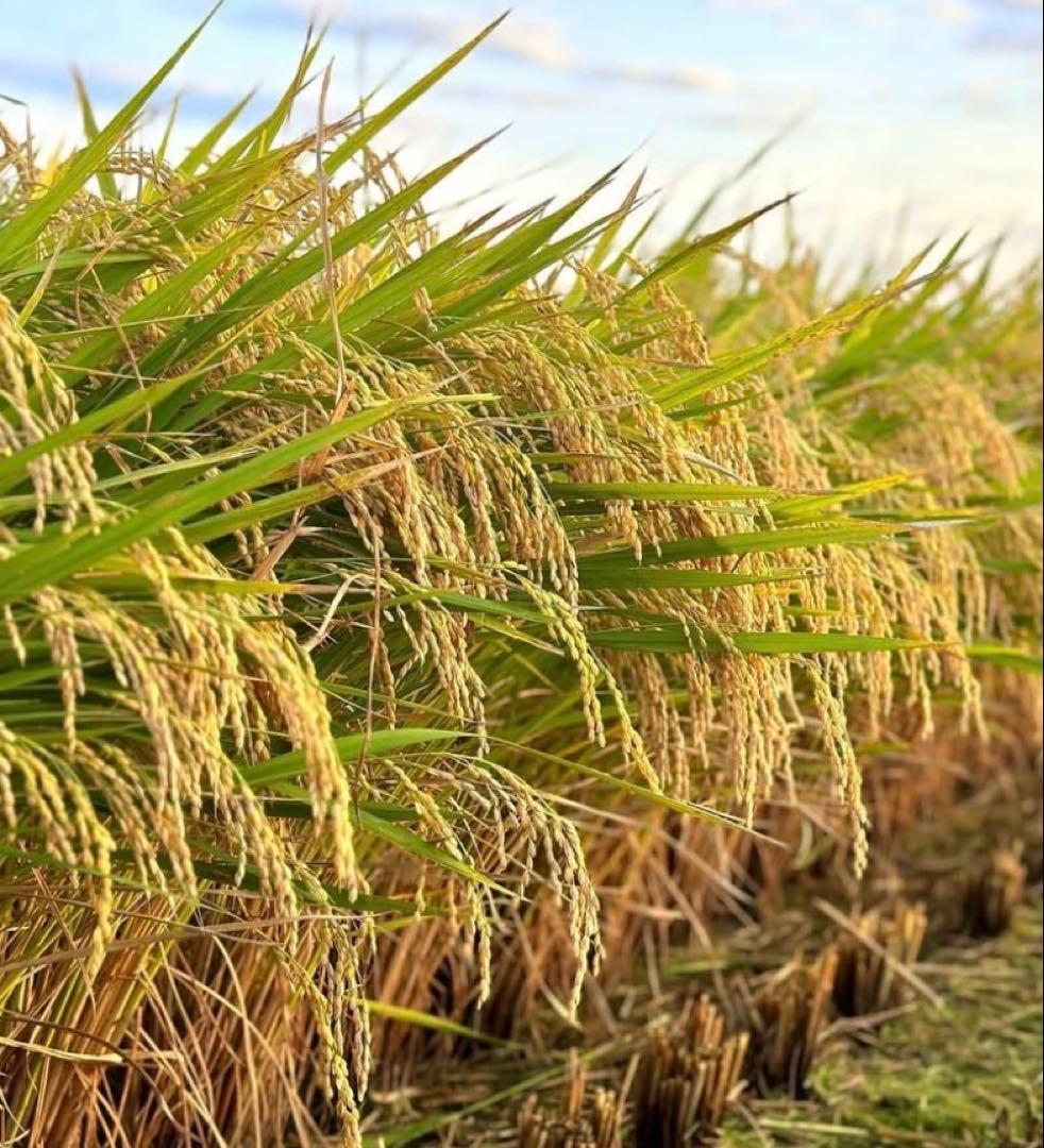 京都府　令和7年産　コシヒカリ　20kg農家直送