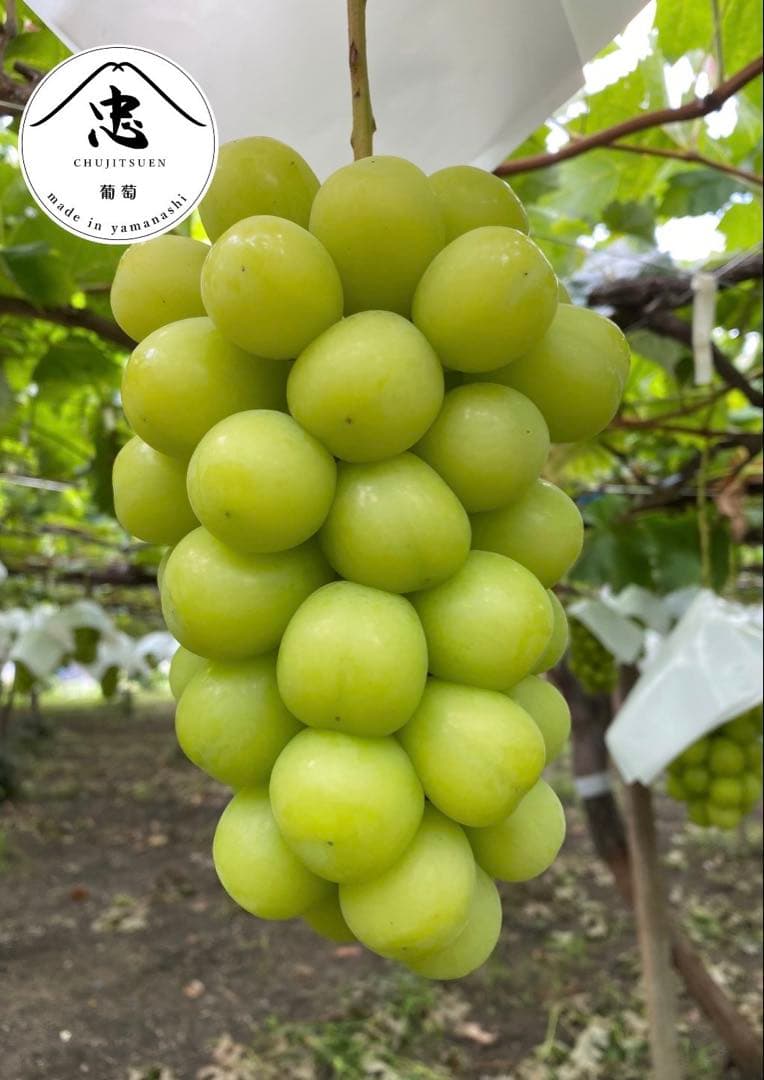 優秀品シャインマスカット　6房　贈答　山梨　ぶどう