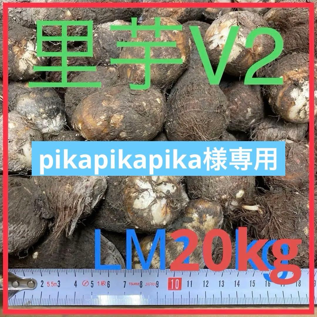 里芋（V2 ）LM20kg 専用品