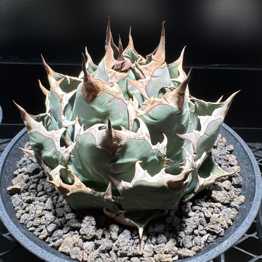 アガベ　チタノタ　姫厳龍　レッドキャット　SAD BB FO076 オテロイ