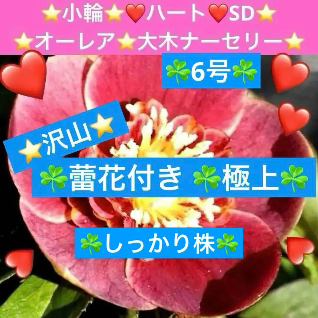 も*読様 3537☘️⭐️沢山⭐️蕾花付き☘️6号☘️極上☘️⭐️小輪⭐️ ハー