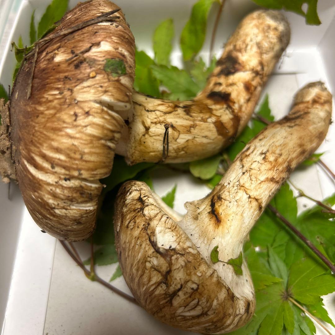 ＊山形県産＊ 松茸　150g