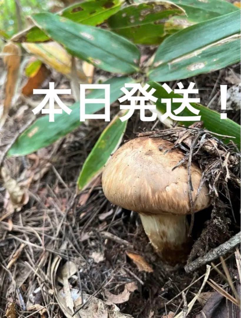 【大人気‼︎ 厳選300g】 本日採れ‼︎ 極上 国産 松茸◆クール便発送◆