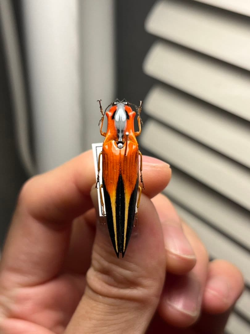 【38mm】アングラトゥスミカドコメツキムシ フェラーリコメツキムシ甲虫昆虫標