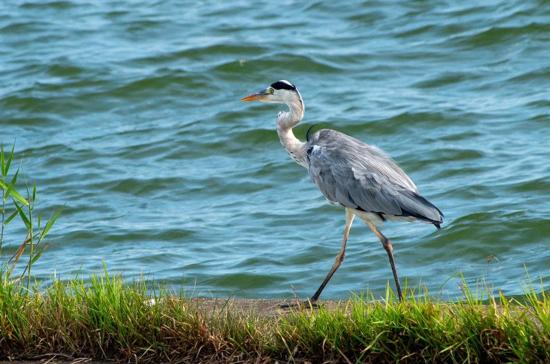 【S】【黒死病対策】【内臓電池交換】PENTAX K-30 ホワイト