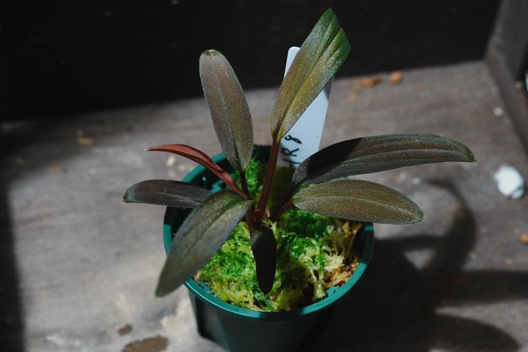 Homalomena HR6 【K0522-f3】