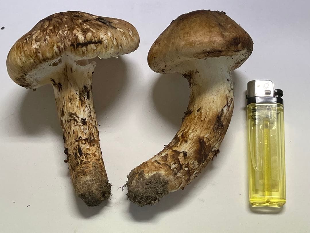 松茸　国産　山口県産　10月26日15時収穫