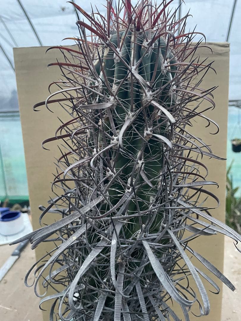 サボテン フェロカクタス 神仙玉 古株 大きめ 焼けあり