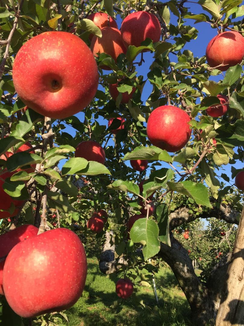 mimiページ　サンふじ　家庭用　農家直送