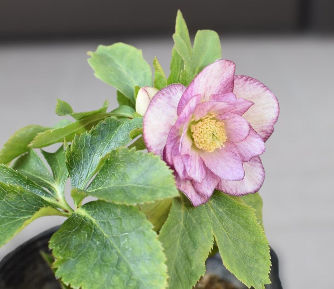 か*ん様 大木ナーサリー　いろはhyb　クリスマスローズ　　開花株