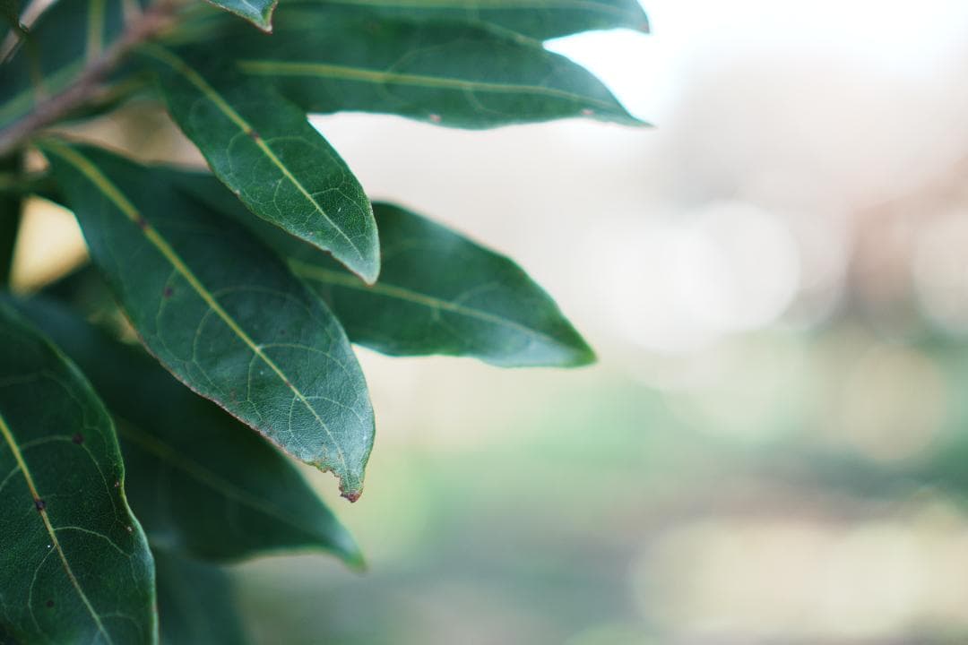 【美品】動作◎ SONY E 35mm F1.8 OSS 神レンズ 228