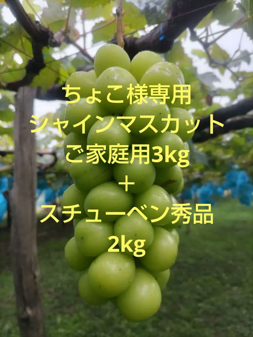 ちょこシャインマスカットご家庭用3kg＋ スチューベン秀品2kg