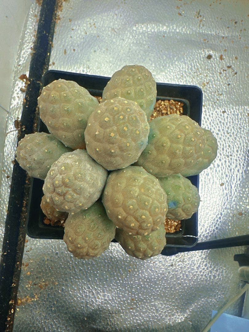 J*n様 B219多頭小型 緑色 球状サボテンテフロカクタス ゲオメトリクス（1