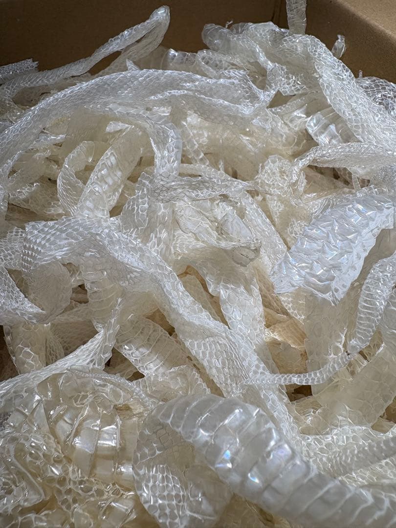 60サイズ一杯分！白ヘビの抜け殻纏め売り