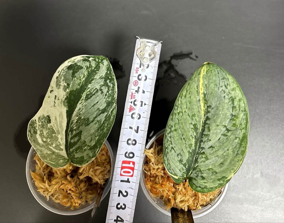 (まに商品)スキンダプサス　セット　a1