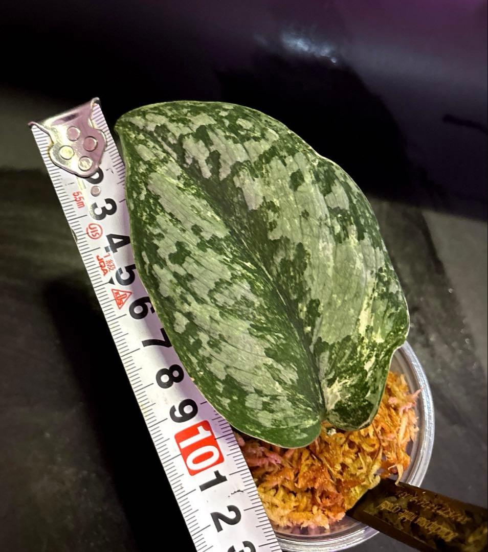 (まに商品)スキンダプサス　セット　a1