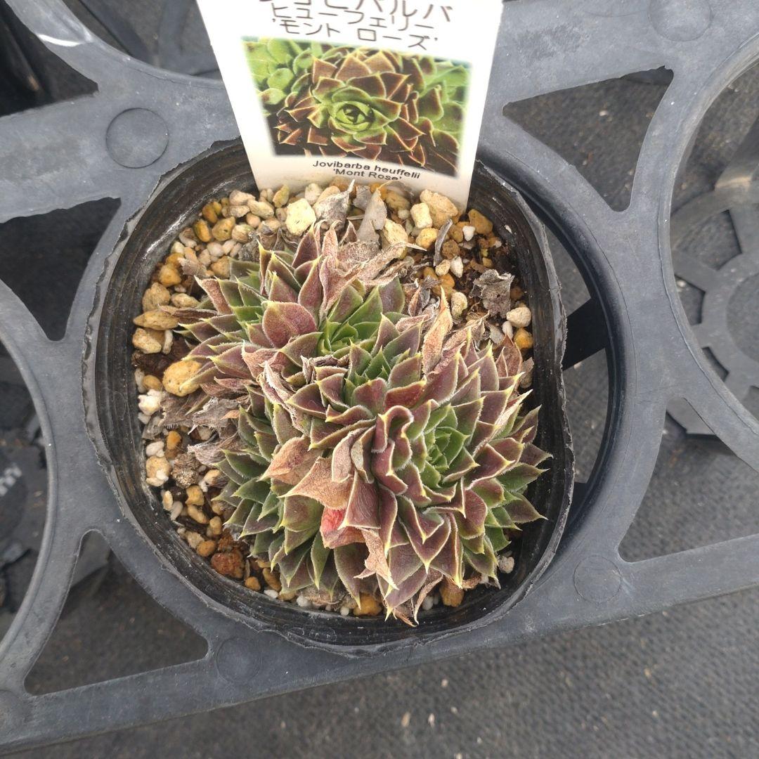 ガレージMさん専用