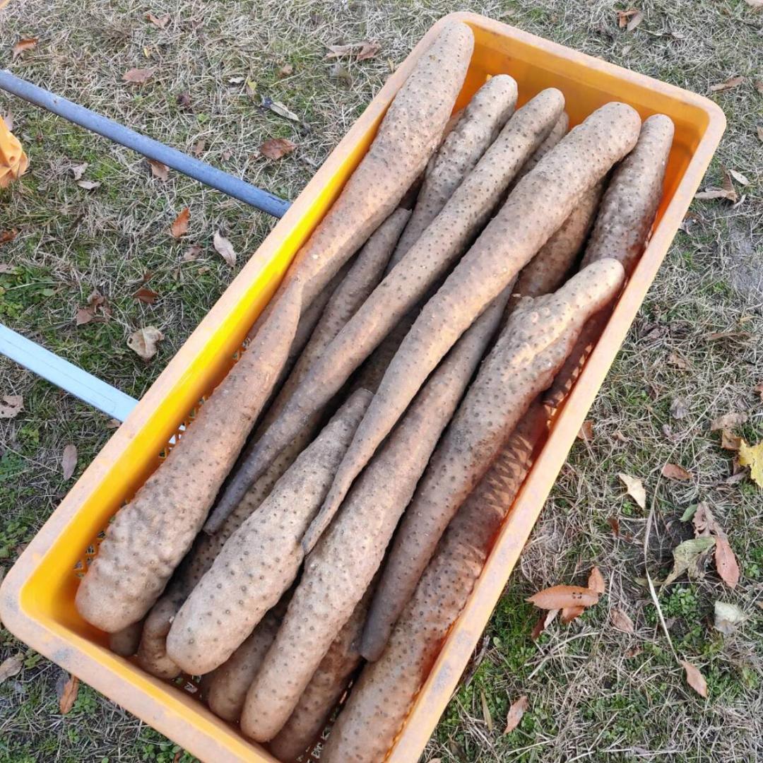 粘り抜群！ねばりっこ とりたて 10kg程度 長芋 とろろ ねばり 山芋 自然薯