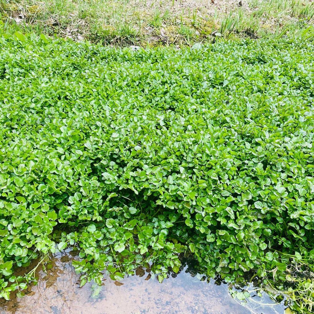 天然湧き水クレソン　10キロ目安　みかん箱2箱分パンパン詰めます　常温発送⚠️
