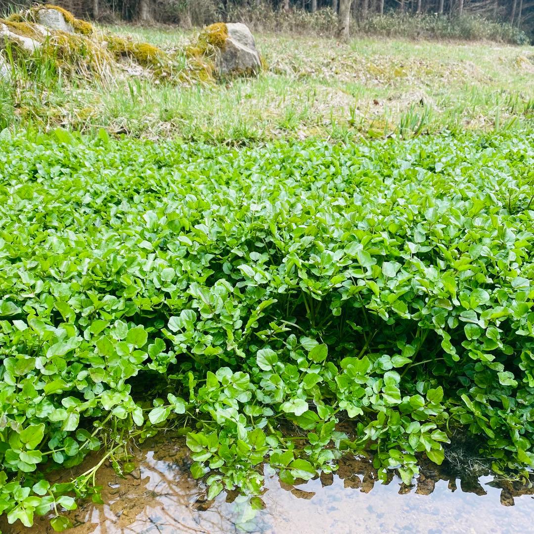 天然湧き水クレソン　10キロ目安　みかん箱2箱分パンパン詰めます　常温発送⚠️