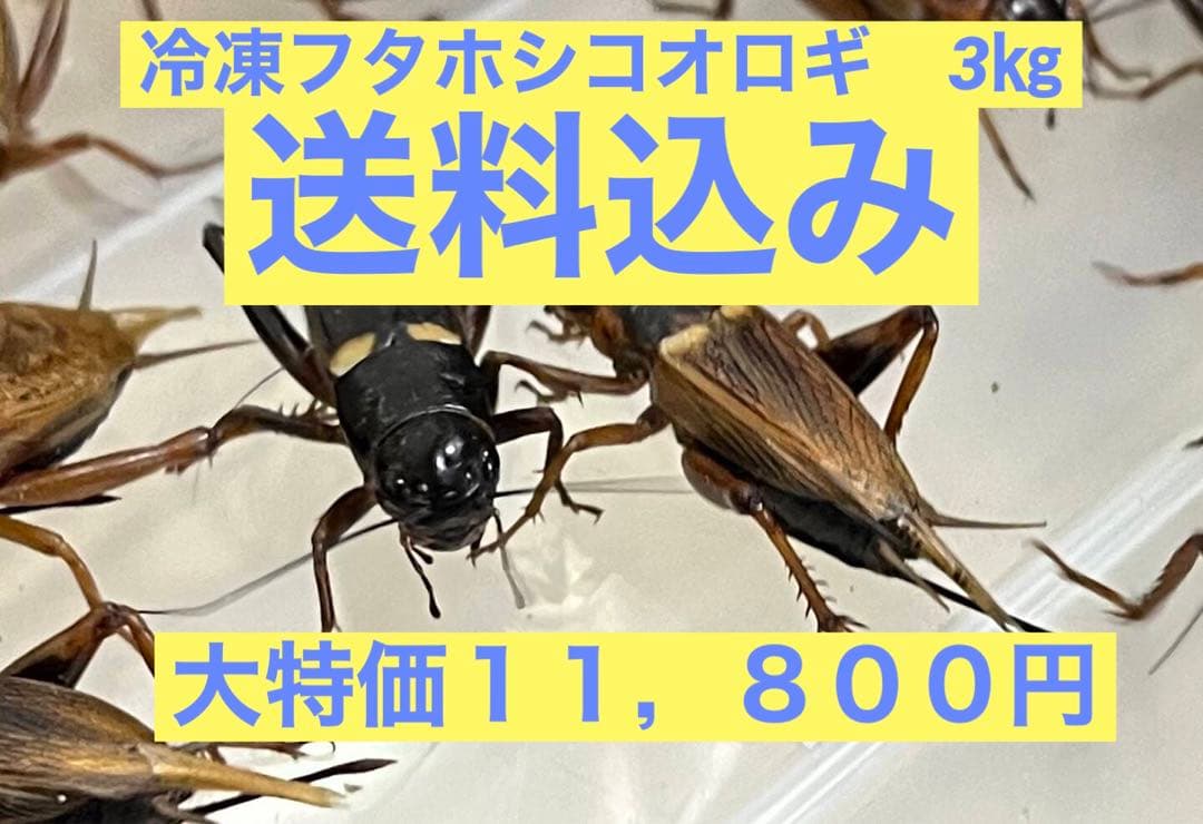 特価　訳アリ　冷凍コオロギ 約3キロ　袋入り