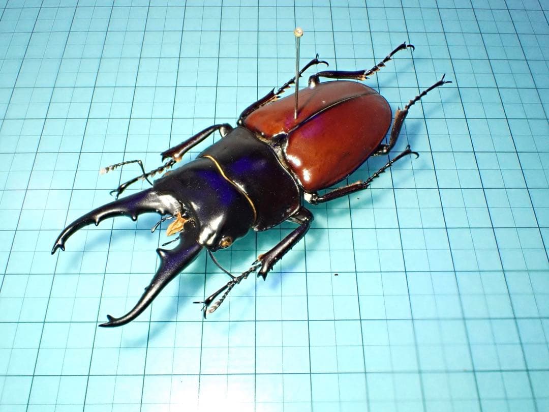 ナカジ　ラフェルトノコギリクワガタ　ハスタートノコギリクワガタ　2匹セット