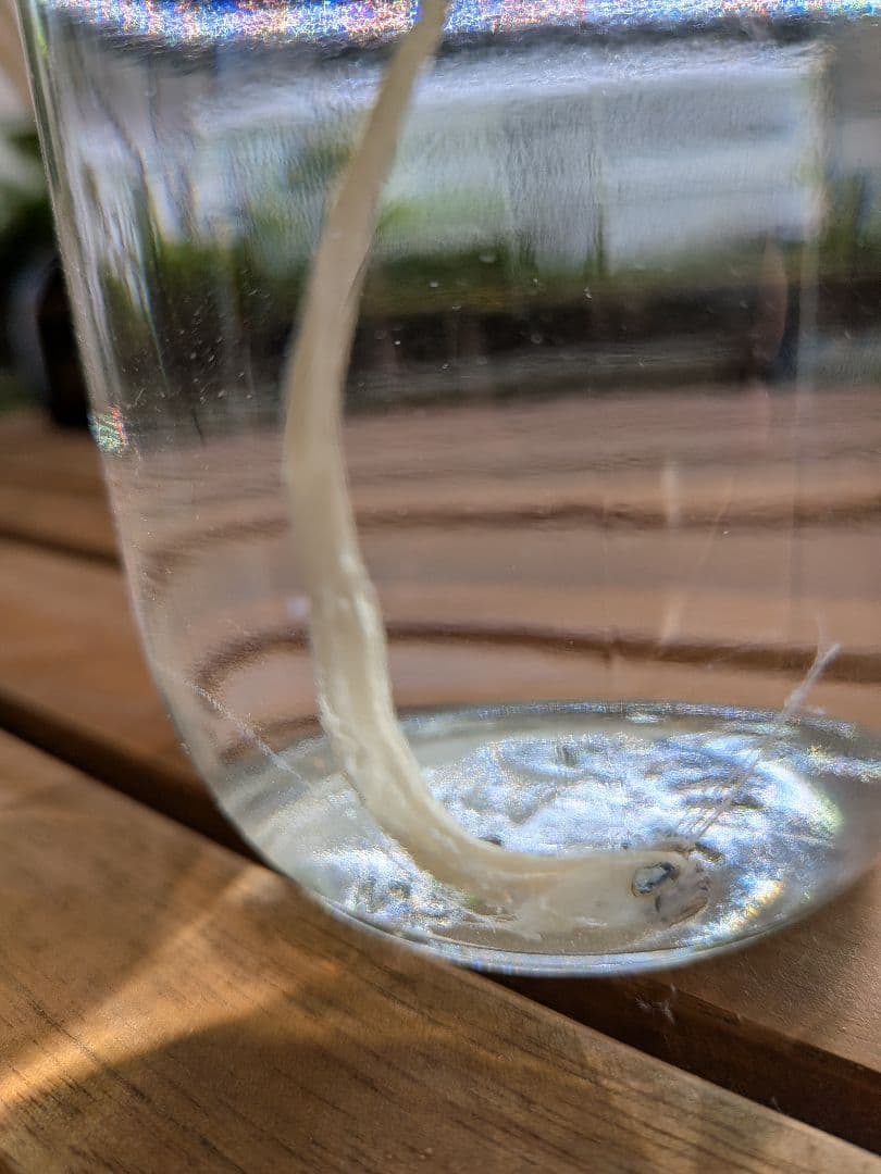 【激レア深海魚】リュウグウノツカイ幼魚 液浸標本