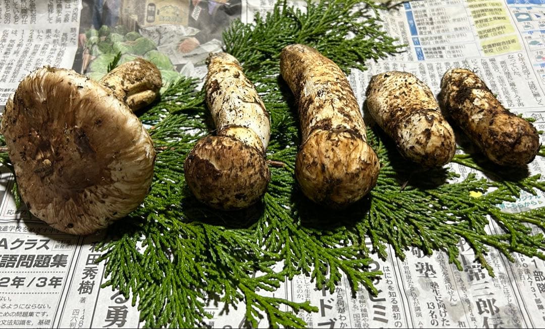 ☆信州産松茸☆今現在約190グラム☆まつたけ☆クール便送料着払い☆国産松茸☆①☆