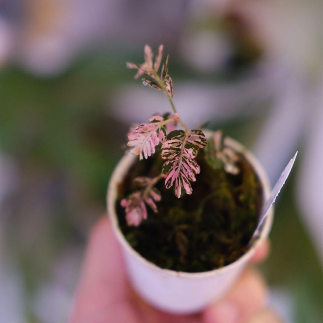 Phyllanthus urinaria Pink｜フィランサス・ウリナリア
