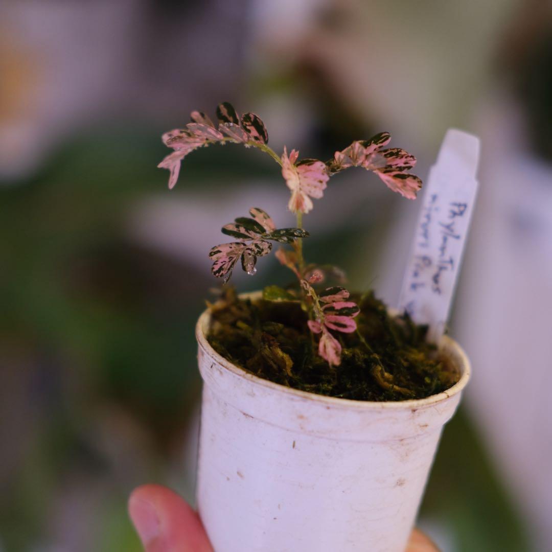 Phyllanthus urinaria Pink｜フィランサス・ウリナリア