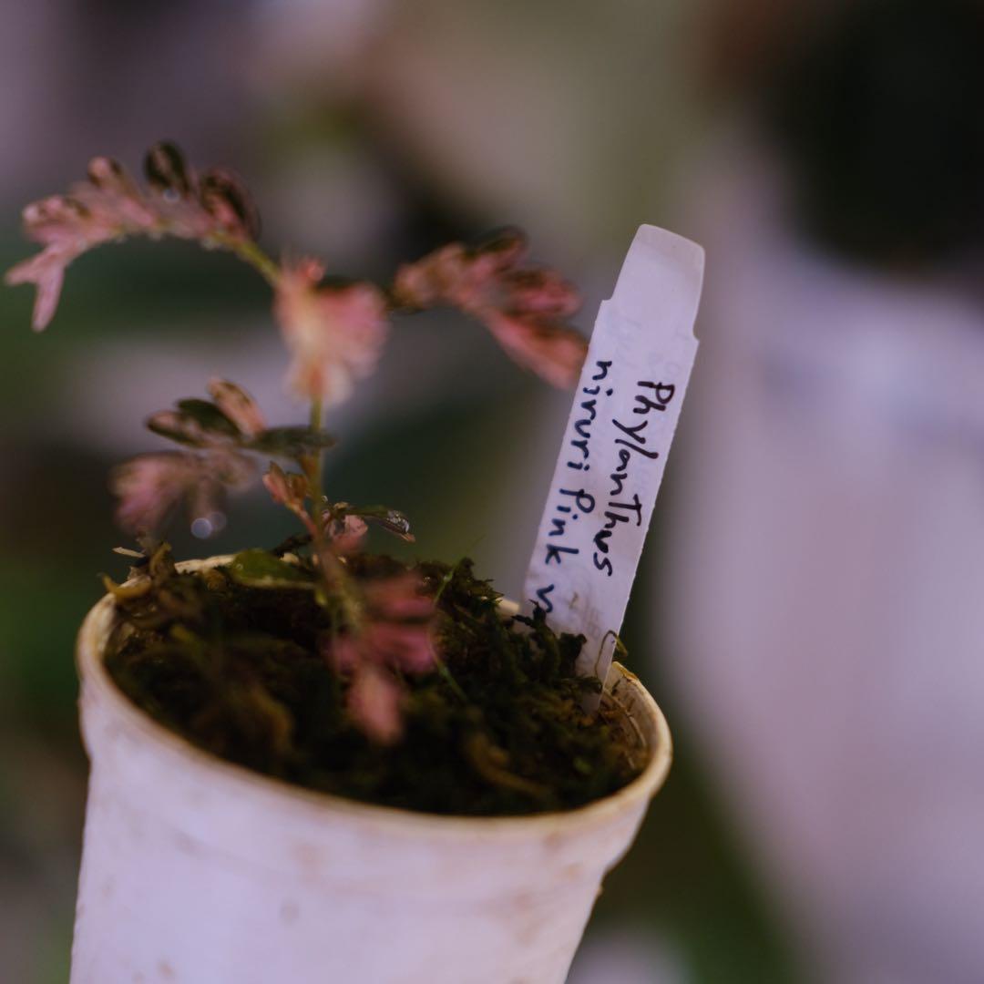 Phyllanthus urinaria Pink｜フィランサス・ウリナリア