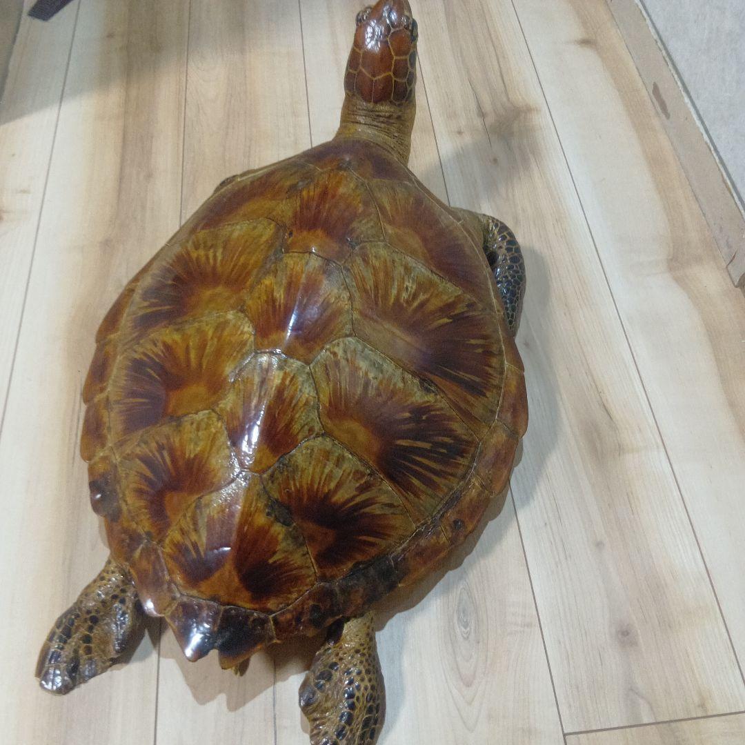 リアルな亀の置物 約60cm